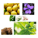 ANGEL SCHLESSER ORIENTAL EDITION II PERFUMES FOR WOMEN SAHARA BOUTIQUE - VIP