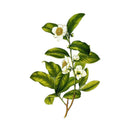 ELIZABETH ARDEN GREEN TEA PERFUMES FOR WOMEN SAHARA BOUTIQUE - VIP