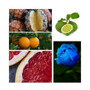 SHISEIDO ZEN PERFUMES FOR WOMEN SAHARA BOUTIQUE - VIP