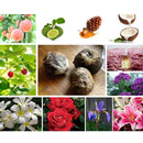 VERA WANG ROCK PRINCESS PERFUMES FOR WOMEN SAHARA BOUTIQUE - VIP