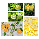 ESTÉE LAUDER PRIVATE COLLECTION PERFUMES FOR WOMEN SAHARA BOUTIQUE - VIP